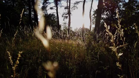 Niedriger-Engel,-Der-Durch-Friedliches-Hohes-Gras-Auf-Einem-Wald-Mit-Bäumen-Und-Sonnenuntergang-Im-Hintergrund-Geht