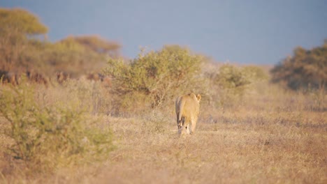 Lioness-and-newborn-cute-lion-cub-walking-in-dry-african-savannah-bush