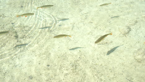 clear shallow water with fish swimming.