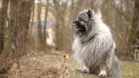 a majestetic wolfsspitz, also known as a keeshond, is sitting on a rock and enjoys the fresh air