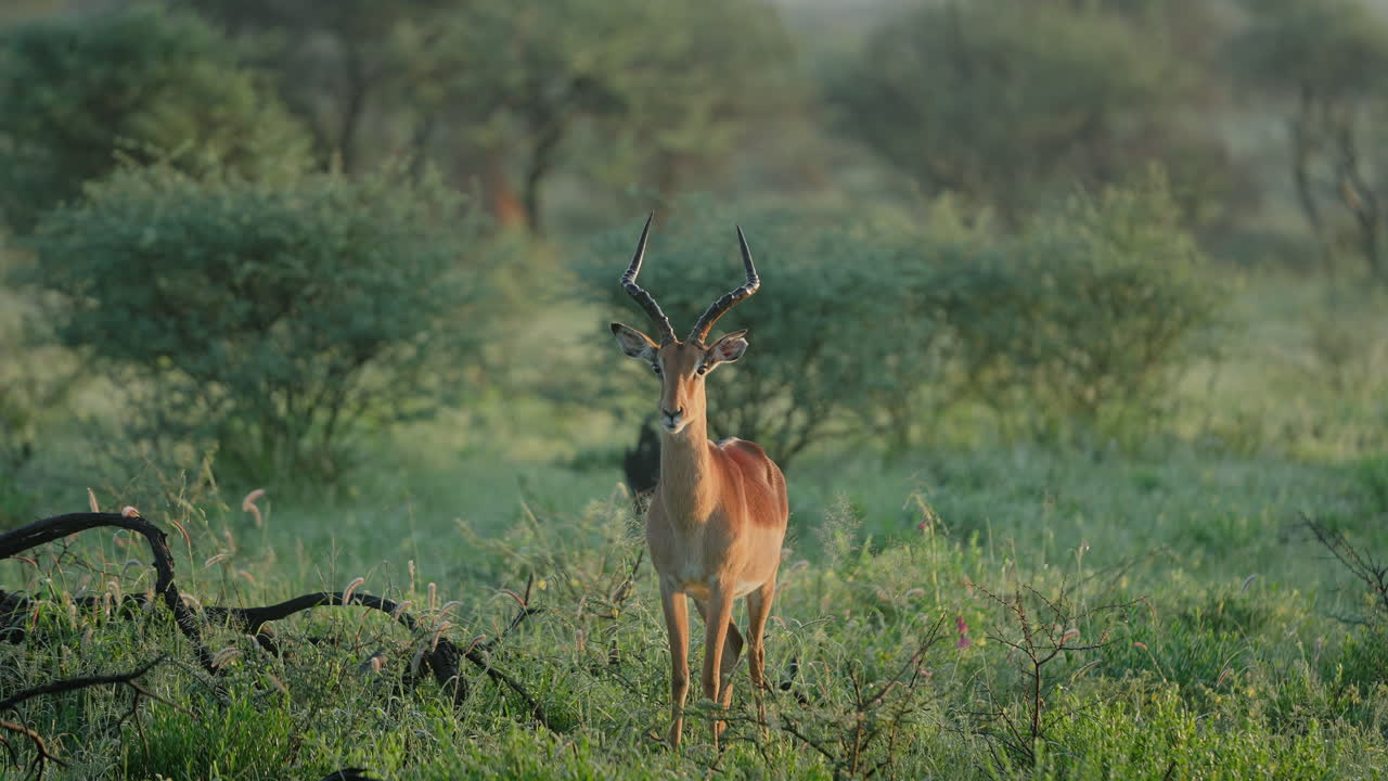 Impala in African Savanna