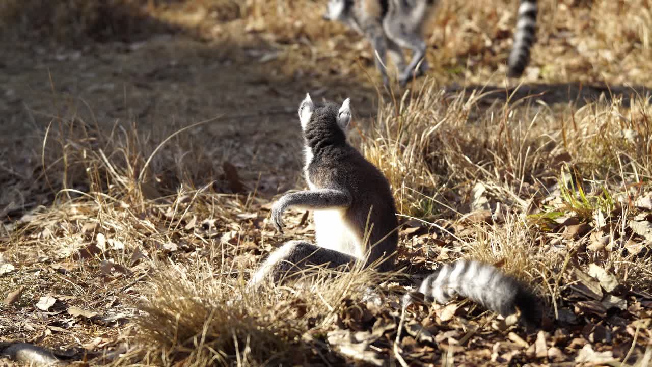 Lemure seduto nell'erba mentre altri lemuri corrono intorno