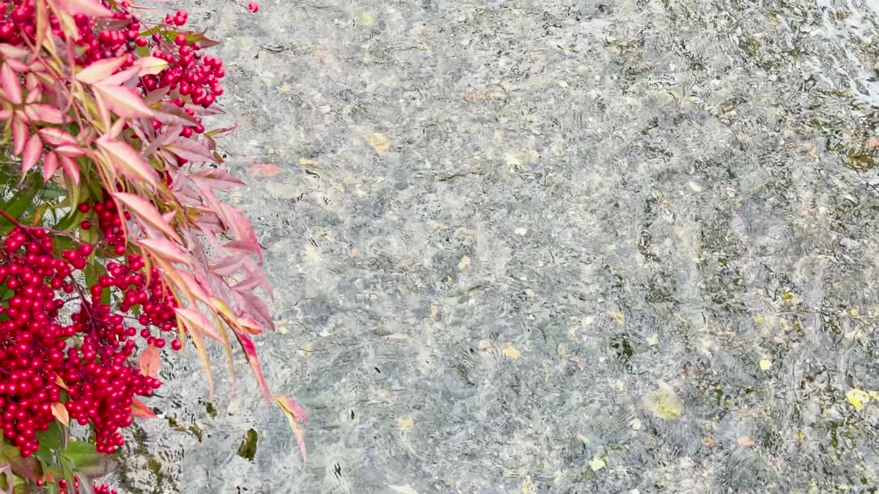 Overhead shot of red berries and foliage beside a shallow, clear flowing river in Japan