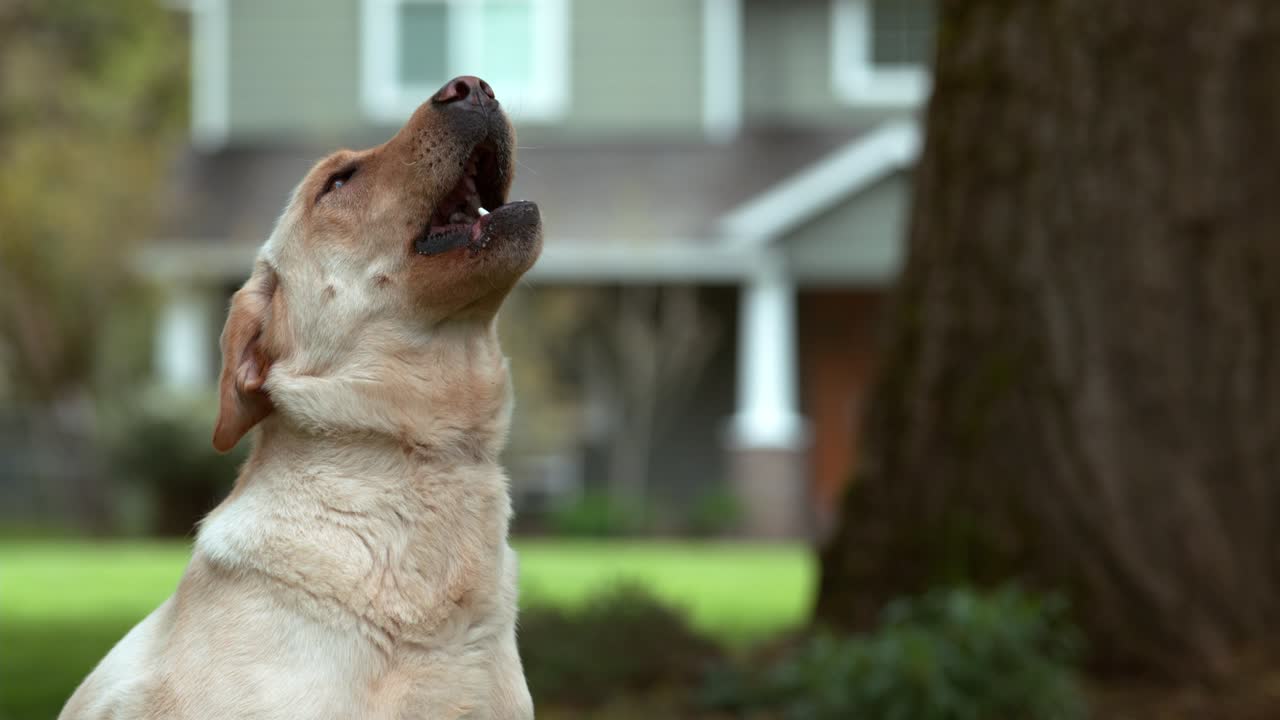 Dog catching treat in slow motion