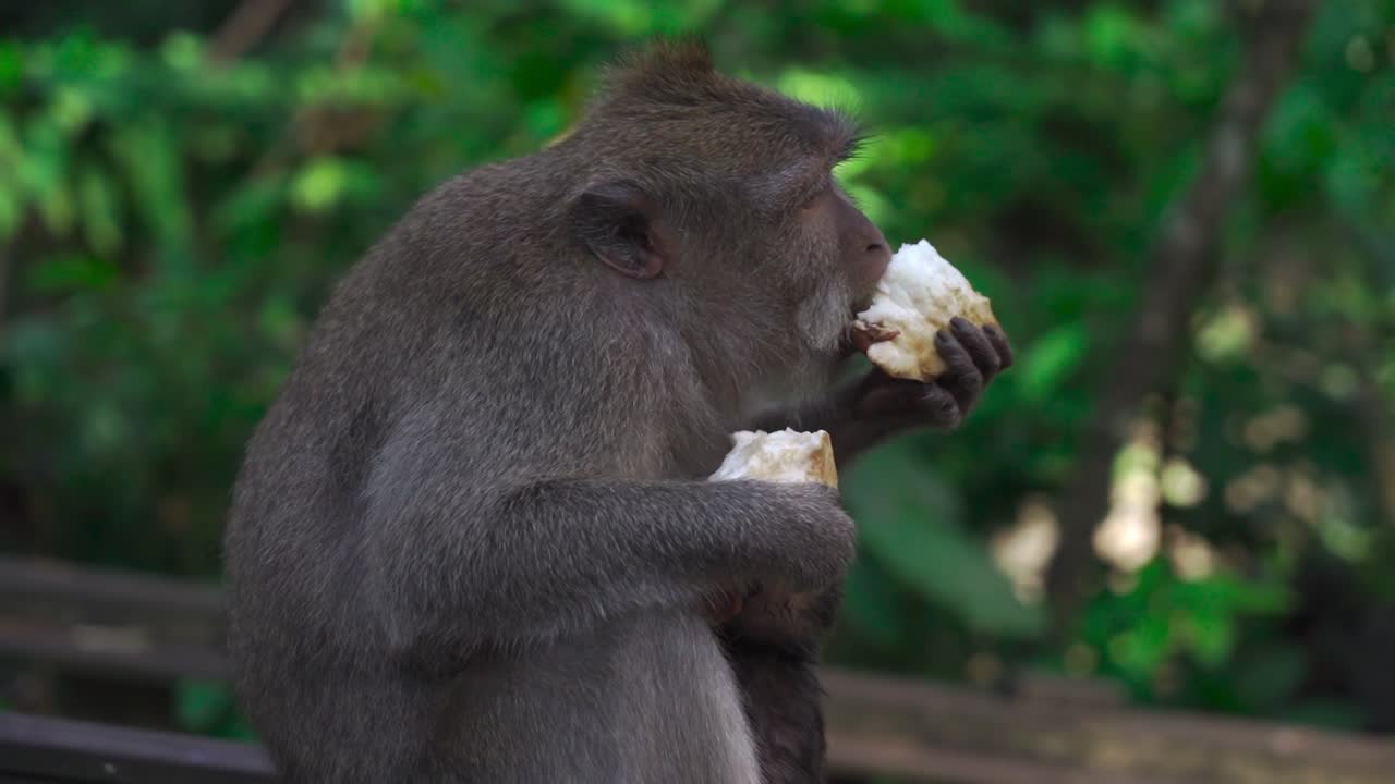 Long-tailed macaque sits calmly on wooden railing in lush Bali forest, holding food in both hands while enjoying a quiet moment surrounded by dense green jungle and natural tropical beauty