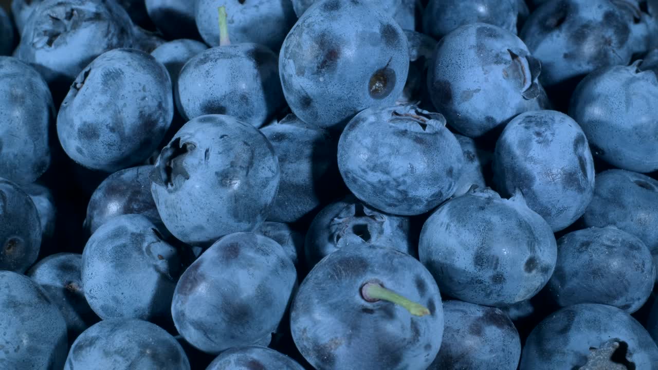 블루베리의 세부 사항: 블루베리 매크로 회전, 클로즈업, 카메라 회전 360도, 보그 빌베리, 보그블루베리, 북부 빌베리 또는 서부 블루버리 (vaccinium uliginosum)