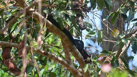 malayan giant squirrel, ratufa bicolor, khao yai national park, thailand