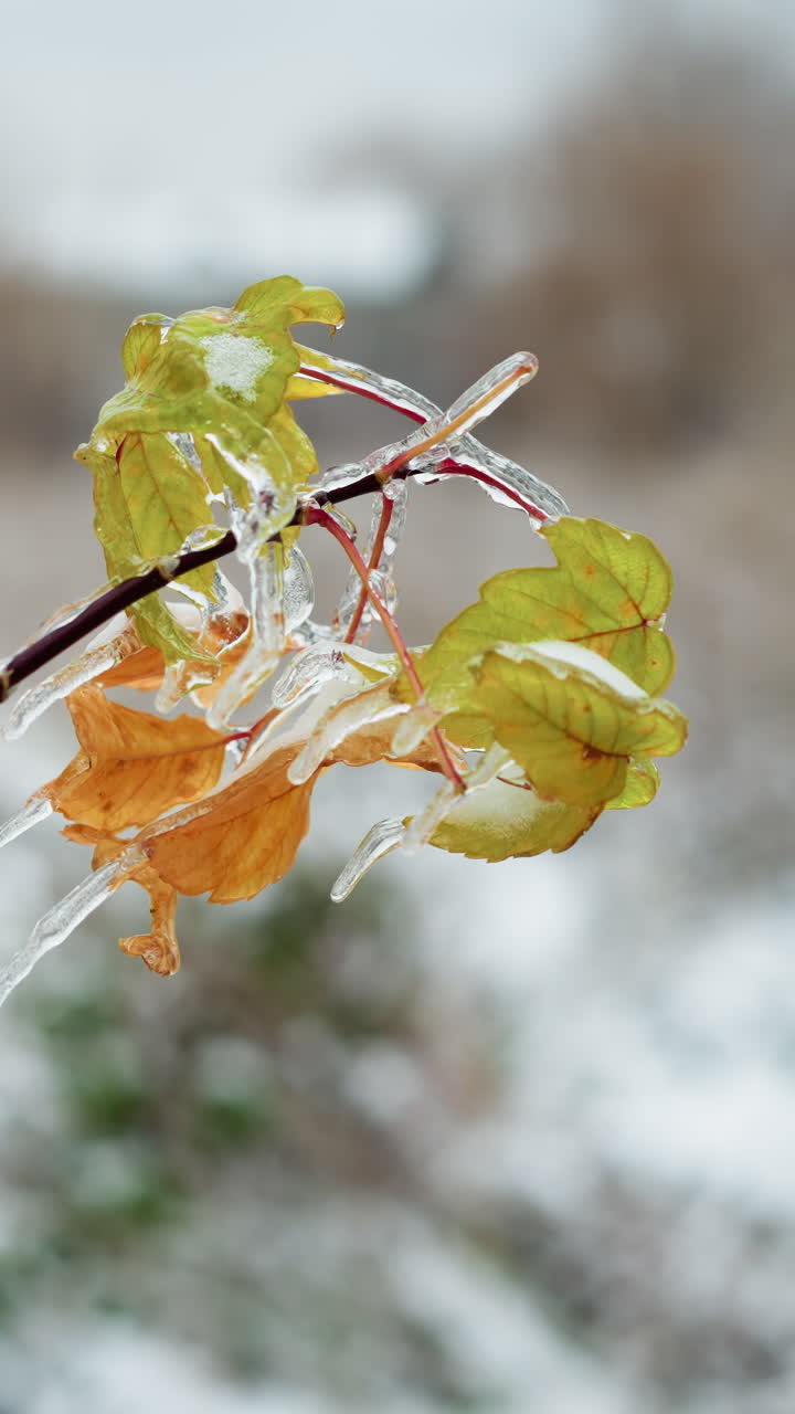 Close-up of vibrant green and orange leaves encased in clear ice on a slender branch, showcasing delicate frosty details with a blurred snowy background