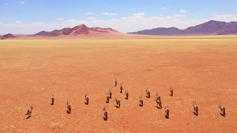 aerial over herd of oryx antelope wildlife walking across dry empty savannah and plains of africa near the namib desert namibia 3