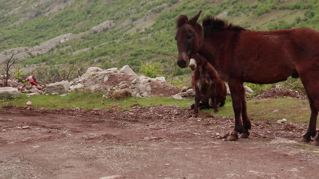 mula asusta y corre hacia un pueblo de montaña con verdes prados en los alpes albaneses