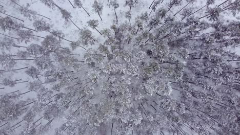 Circle-shot-of-tall-pine-forest-from-bird-eye-view,-winter-wonderland