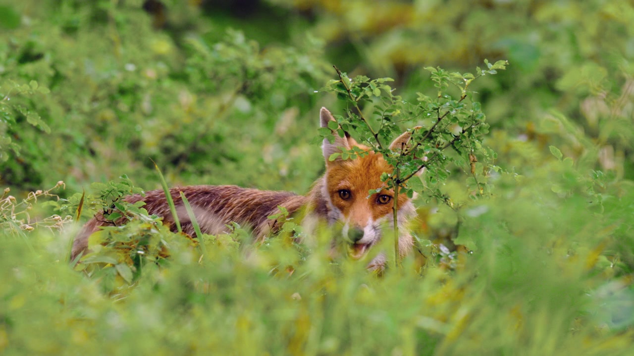 Wilder Rotfuchs auf Nahrungssuche in einem grünen Wald in der Region Gorski Kotar in Kroatien. Aufnahme mit selektivem Fokus.