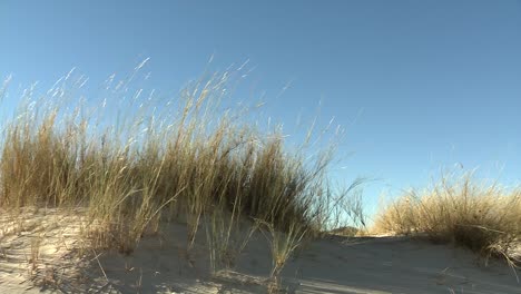 Grasslands-of-the-Kalahari-desert