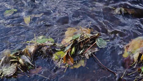 Arroyo-Claro-Con-Hojas-De-Otoño-En-El-Agua