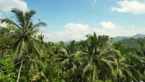 Luftaufnahme-über-Tropischen-Palmen,-Die-An-Einem-Sonnigen-Tag-Im-Osten-Balis,-Indonesien,-Die-Gebirgstallandschaft-Des-Dorfes-Sidemen-Enthüllt