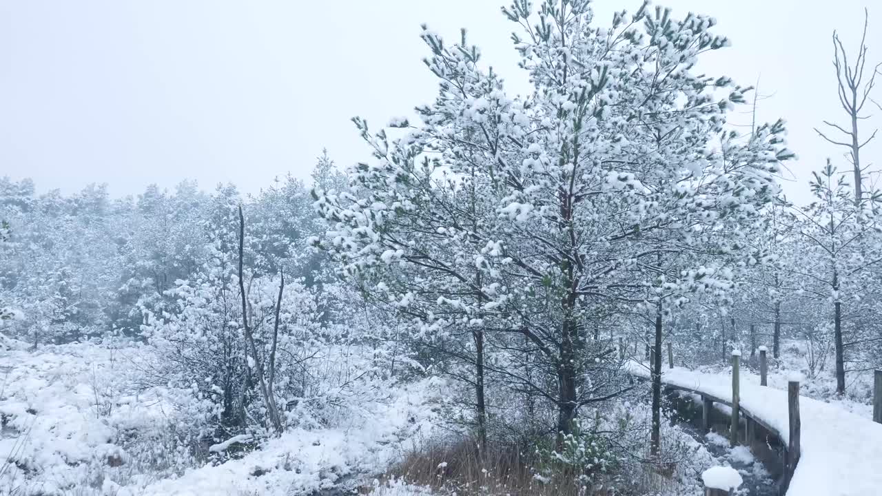 Snowy Winter Forest Path Through a Bog
