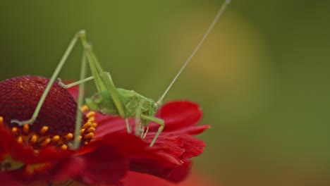 Grasshopper-Sitting-on-Blooming-Helenium-Sneezeweed-red-flower