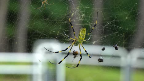 Joro-spider--in-Seoul,-South-Korea