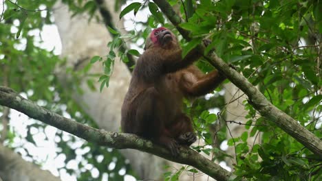 bear macaque, macaca arctoides