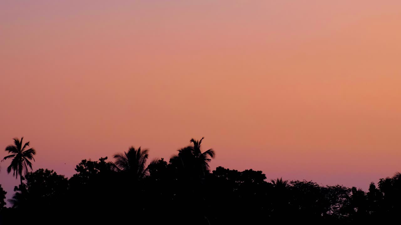 Flying foxes bats over silhouetted forest trees against pink sky sunset in Polonnaruwa, Sri Lanka