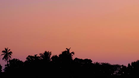 flying foxes bats over silhouetted forest trees against pink sky sunset in polonnaruwa, sri lanka