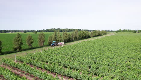 viñedos rociados: el operador viaja en un tractor agrícola para trabajar y rociar productos químicos en las vides verdes de uva