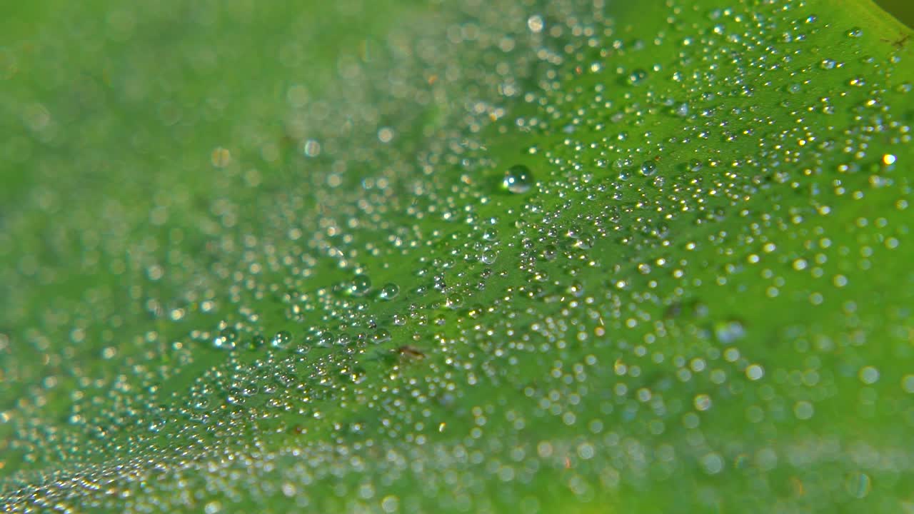 아침 이슬이 잎사귀에 떨어졌다