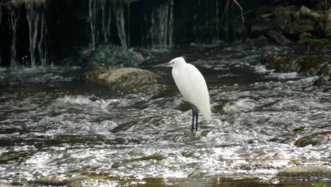 Weißer-Kleiner-Reiher-Oder-Kleiner-Reiher-Auf-Stromschnellen-Des-Schnell-Fließenden-Yangjae-stroms,-Der-Im-Seichten-Wasser-Mit-Kleinem-Wasserfall-Dahinter-Steht,-Wild-Lebende-Tiere-In-Seoul-Südkorea