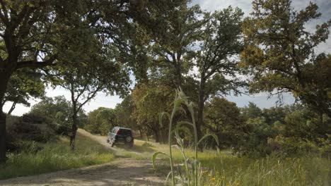 Una-Toma-A-Nivel-Del-Suelo-De-Un-Bosque