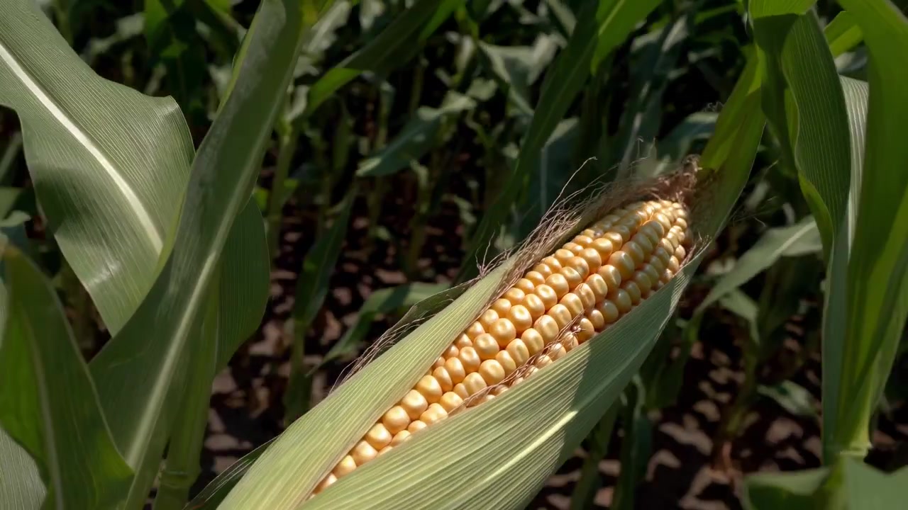 Primo piano di una pannocchia di mais matura in un campo verde