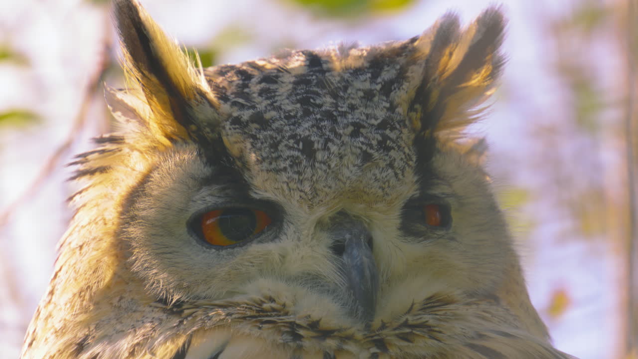 Close Up of Serene Bengal Eagle Owl Looking Around Environment Calmly with Sunlight on Feathers 4K