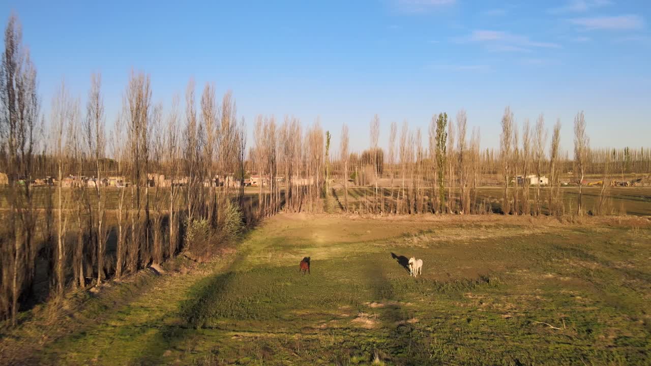 키 큰 나무, 일반 바위, 아르헨티나 파타고니아 - 포워드 드론 샷이 있는 잔디밭의 고요한 일몰에 작은 새끼가 있는 말
