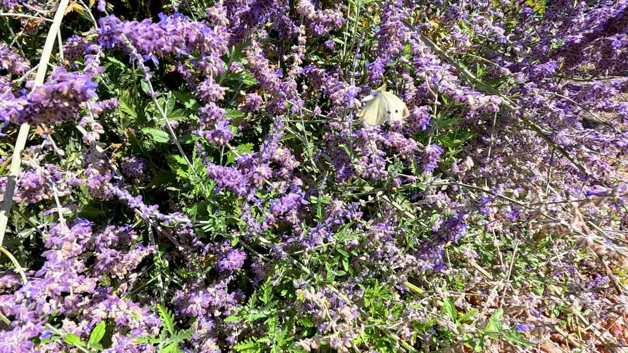la mariposa revolotea a través de las vibrantes flores de lavanda.
