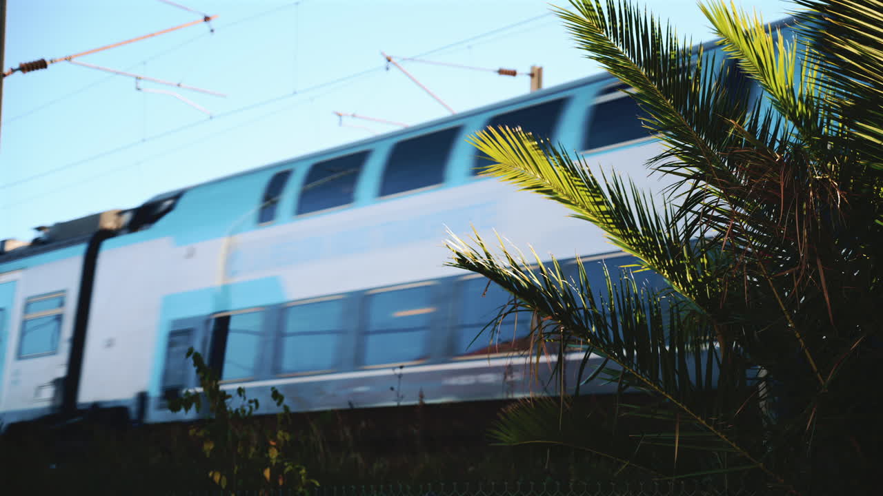 A regional train in motion passes behind lush green palm leaves under a clear blue sky