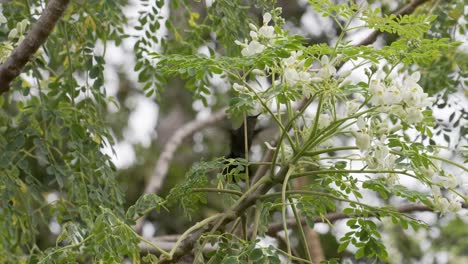 Green-Hummingbird-in-slow-motion-feeding-on-white-blossoms-of-a-tree-in-a-tropical-environment