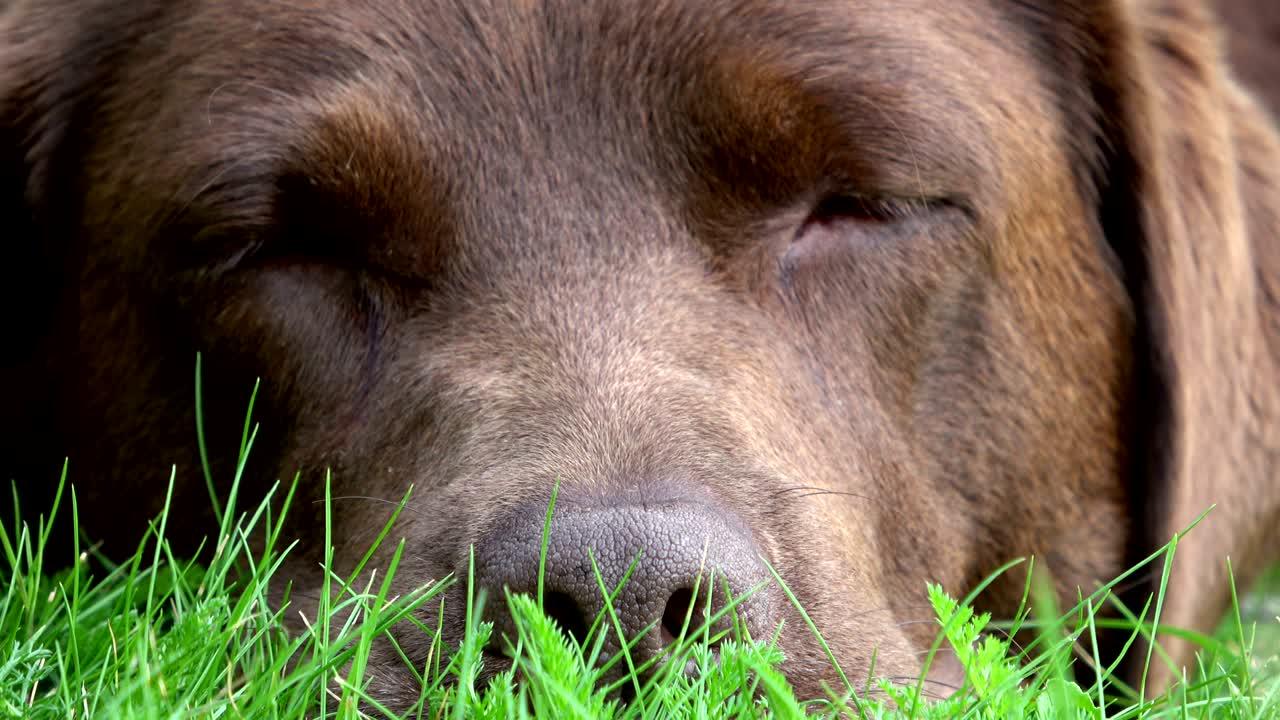el labrador retriever marrón está cansado en el césped, 4k