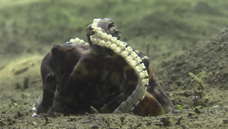 cleaning after meal: coconut octopus using suckers and tentacles to remove leftovers of recent crab meal from its body