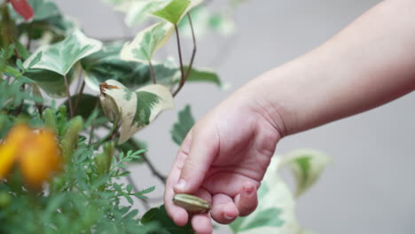 unrecognizable hands of a child harvesting fruit from a plant or removing a wilted blossom