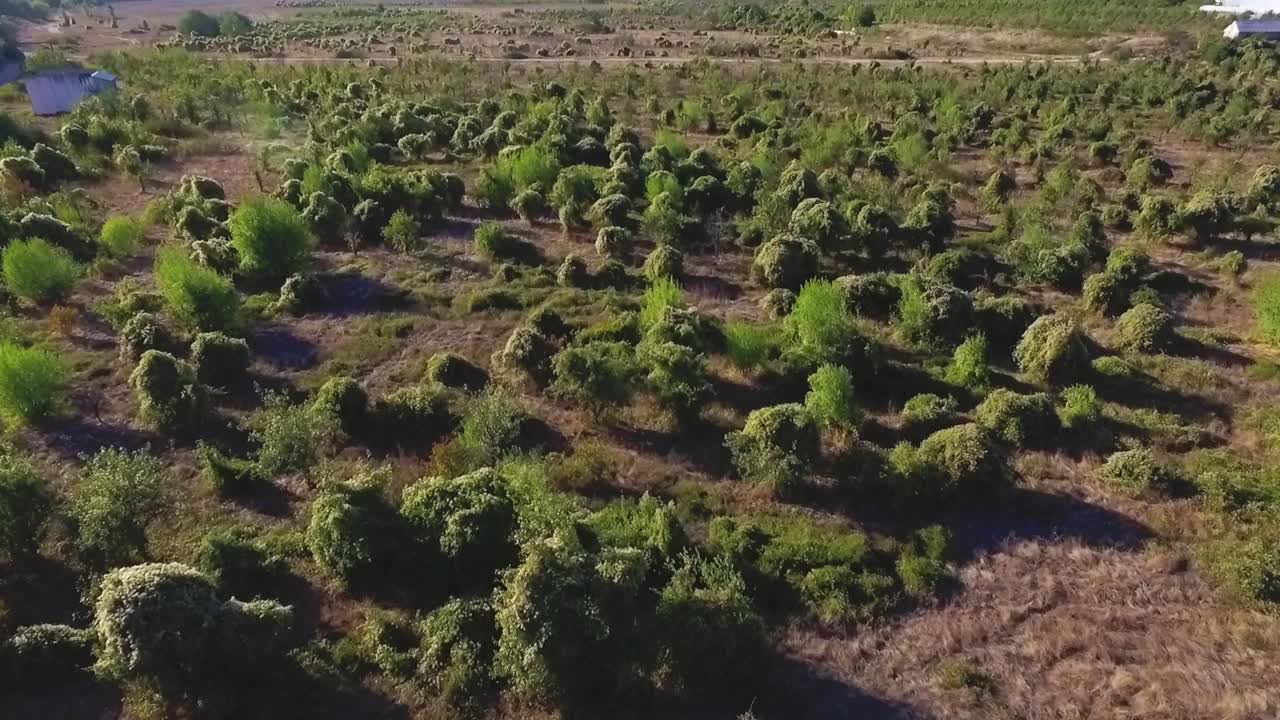 vista aérea de un campo verde y exuberante
