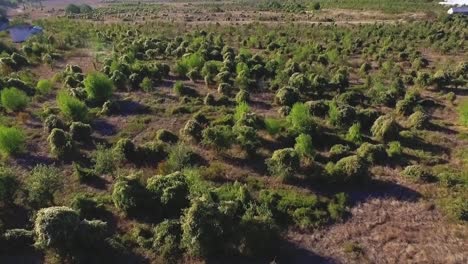 aerial view of a lush, green field