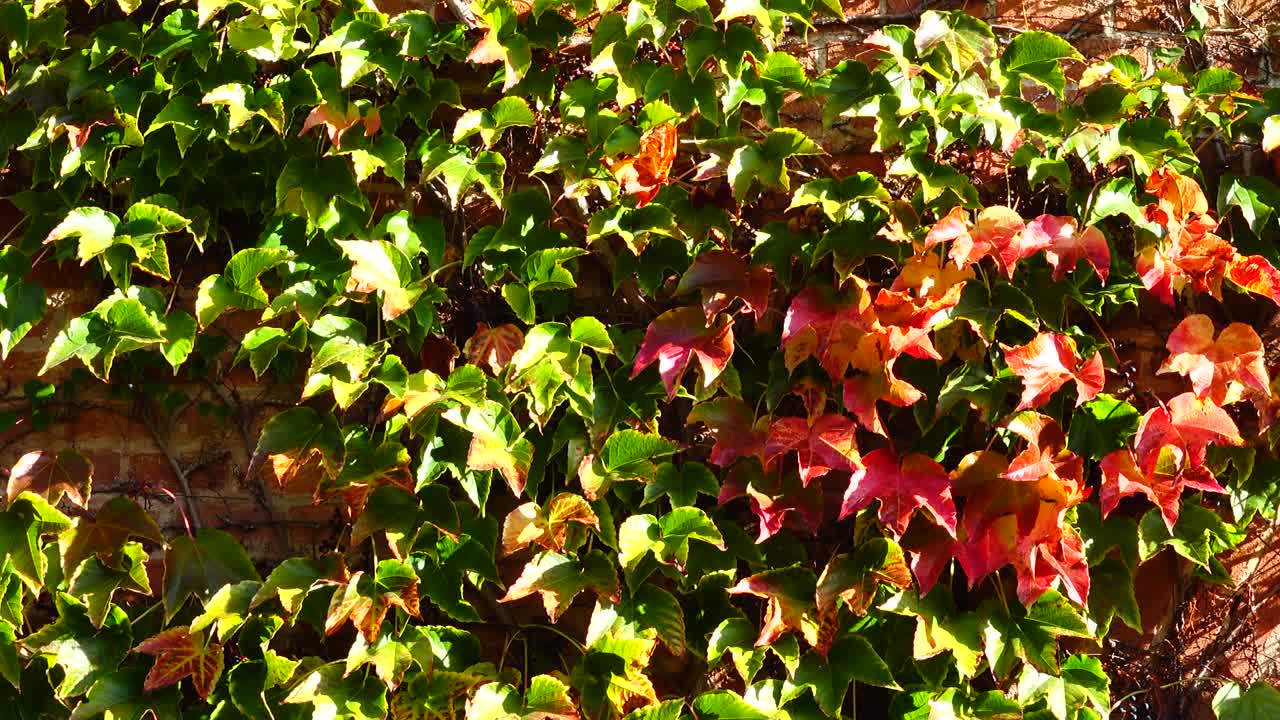 Edera sul muro di mattoni della casa. Riprese in autunno