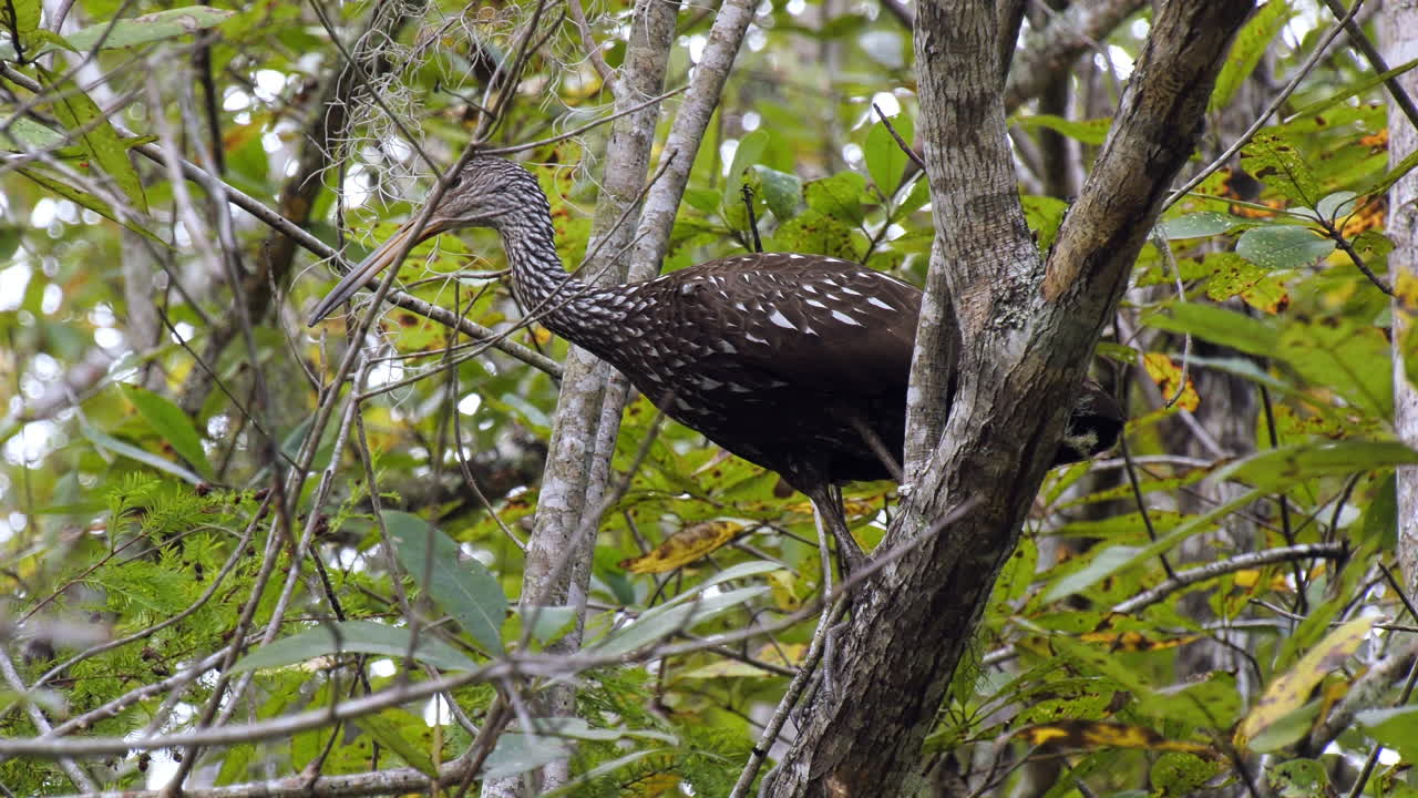 pasando por debajo de un limpkin encaramado en un árbol