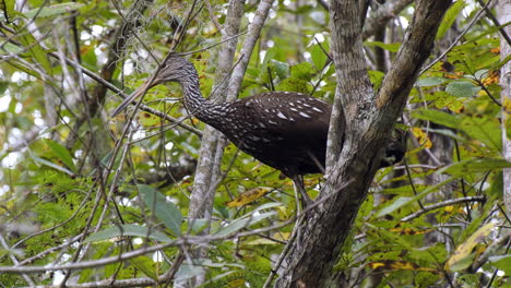 Pasando-Por-Debajo-De-Un-Limpkin-Encaramado-En-Un-árbol