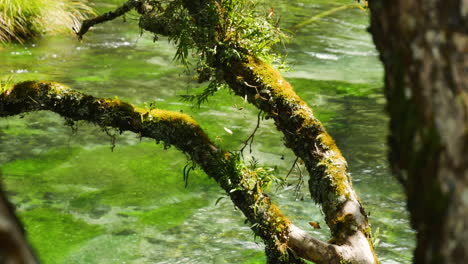 Close-up-mossy-branches-of-tree-and-tranquil-flowing-Tarawera-River-during-sunlight---Kawerau,New-Zealand