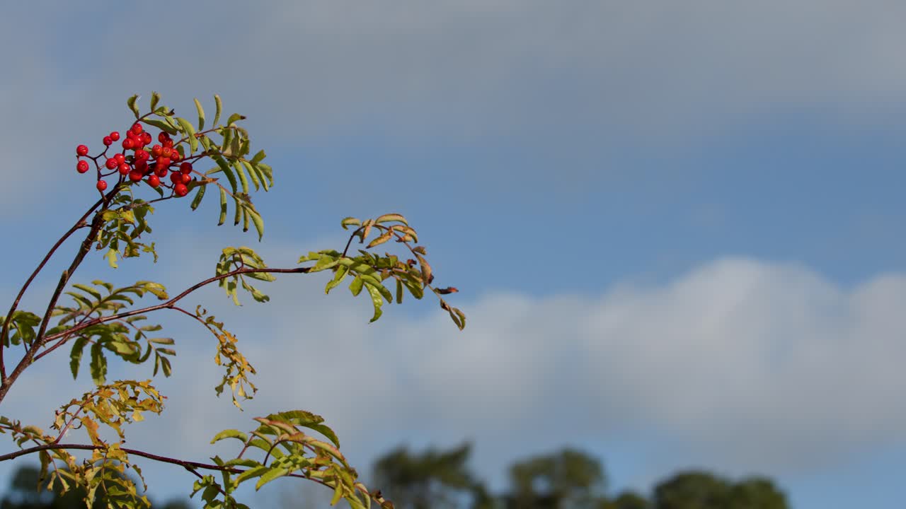 Red rowan berries on branches gently move against blue sky, soft daylight, slight camera pan
