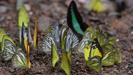 Yellow-Common-Gull-butterflies-and-various-others-congregating-and-sipping-the-salts-and-minerals-from-the-damp-soil