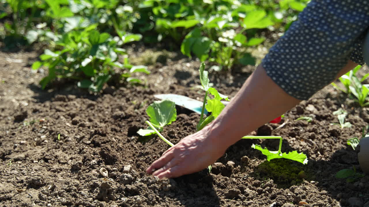 cavar el suelo para plantar una planta de pepino