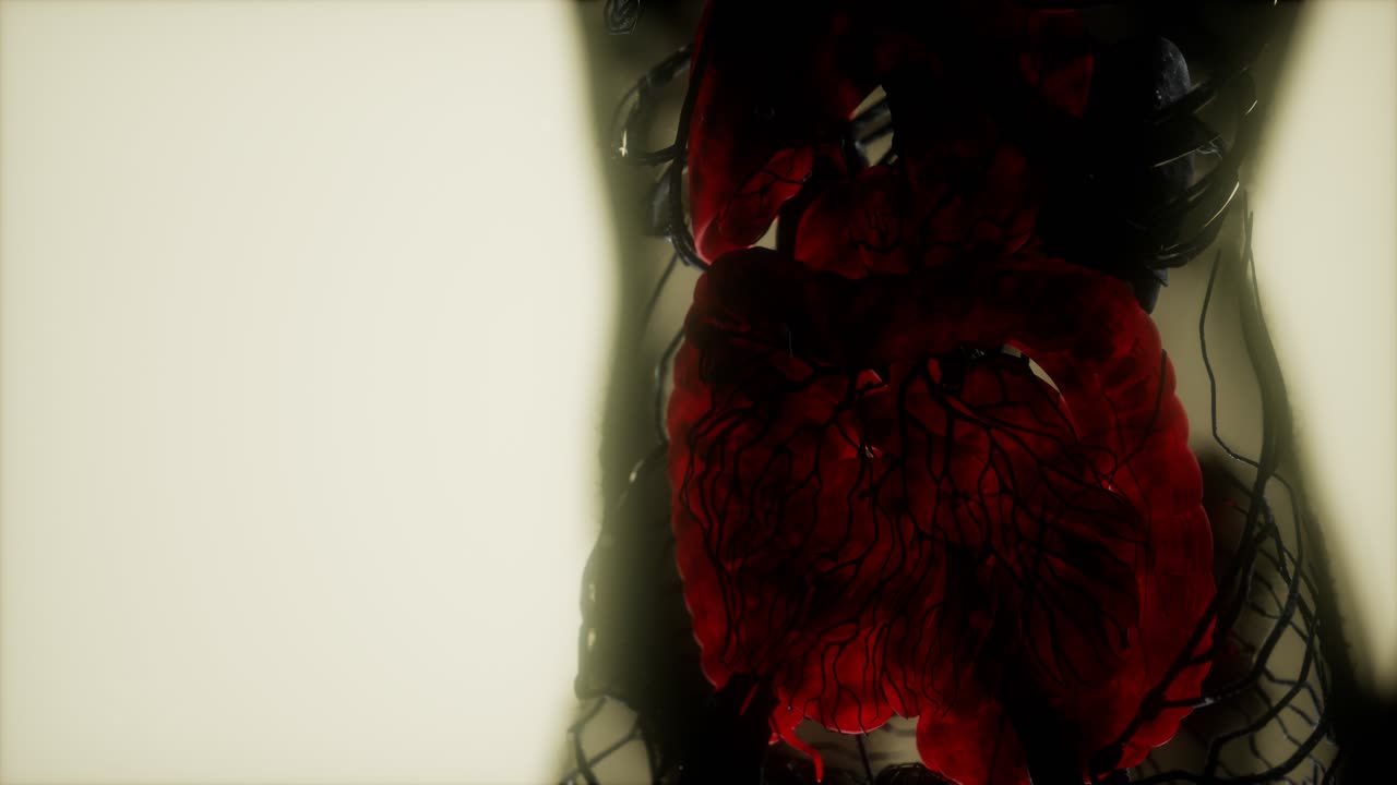 resonancia magnética de contraste de los órganos del cuerpo humano