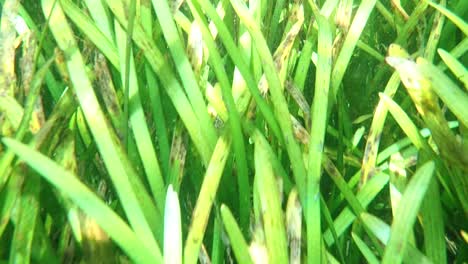 freshwater vegetation in clear river