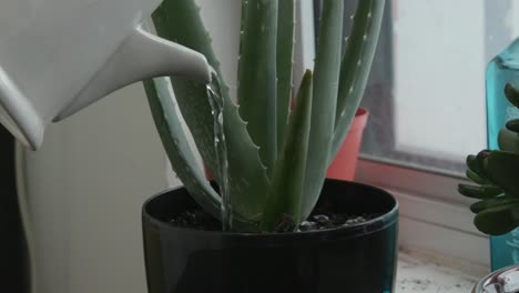 close up of a water can watering an aloe plant in a home